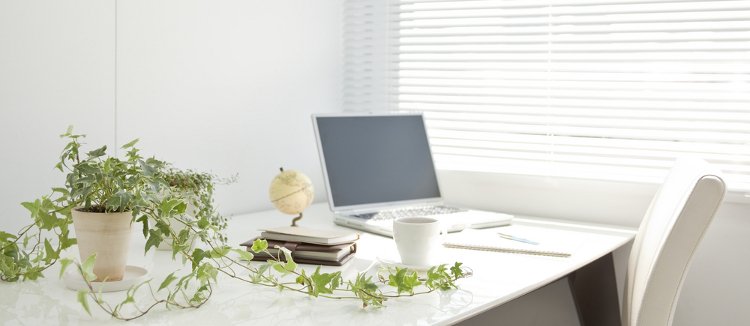 Arredare l'ufficio con le piante per aumentare la produttività 